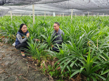 ร่วมลงพื้นที่เยี่ยมสมาชิกที่ปลูกเตยหอมของสหกรณ์การเกษตรคลองหลวง จำกัด ... พารามิเตอร์รูปภาพ 5