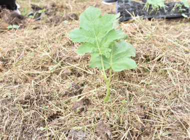 ศูนย์ฯ 1 เพิ่มพื้นที่ปลูกผักปลอดภัย ลดรายจ่ายค่าครองชีพ ... พารามิเตอร์รูปภาพ 10