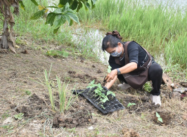 ศูนย์ฯ 1 เพิ่มพื้นที่ปลูกผักปลอดภัย ลดรายจ่ายค่าครองชีพ ... พารามิเตอร์รูปภาพ 12