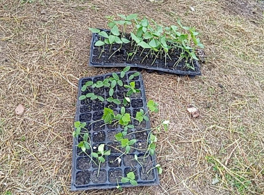 ศูนย์ฯ 1 เพิ่มพื้นที่ปลูกผักปลอดภัย ลดรายจ่ายค่าครองชีพ ... พารามิเตอร์รูปภาพ 13