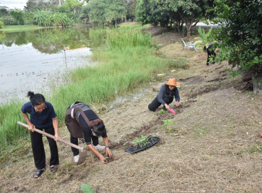 ศูนย์ฯ 1 เพิ่มพื้นที่ปลูกผักปลอดภัย ลดรายจ่ายค่าครองชีพ ... พารามิเตอร์รูปภาพ 2