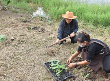 ศูนย์ฯ 1 เพิ่มพื้นที่ปลูกผักปลอดภัย ลดรายจ่ายค่าครองชีพ ... พารามิเตอร์รูปภาพ 6