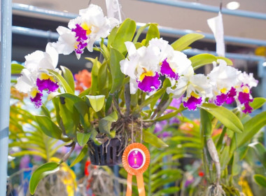 ศูนย์ฯ​1 ร่วมพิธีเปิดงาน “วันกล้วยไม้แห่งชาติ” ประจำปี 2569 พารามิเตอร์รูปภาพ 10