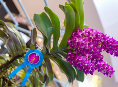 ศูนย์ฯ​1 ร่วมพิธีเปิดงาน “วันกล้วยไม้แห่งชาติ” ประจำปี 2569 พารามิเตอร์รูปภาพ 11